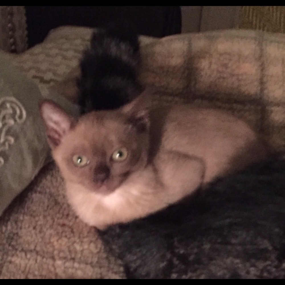 More of Baby Mico